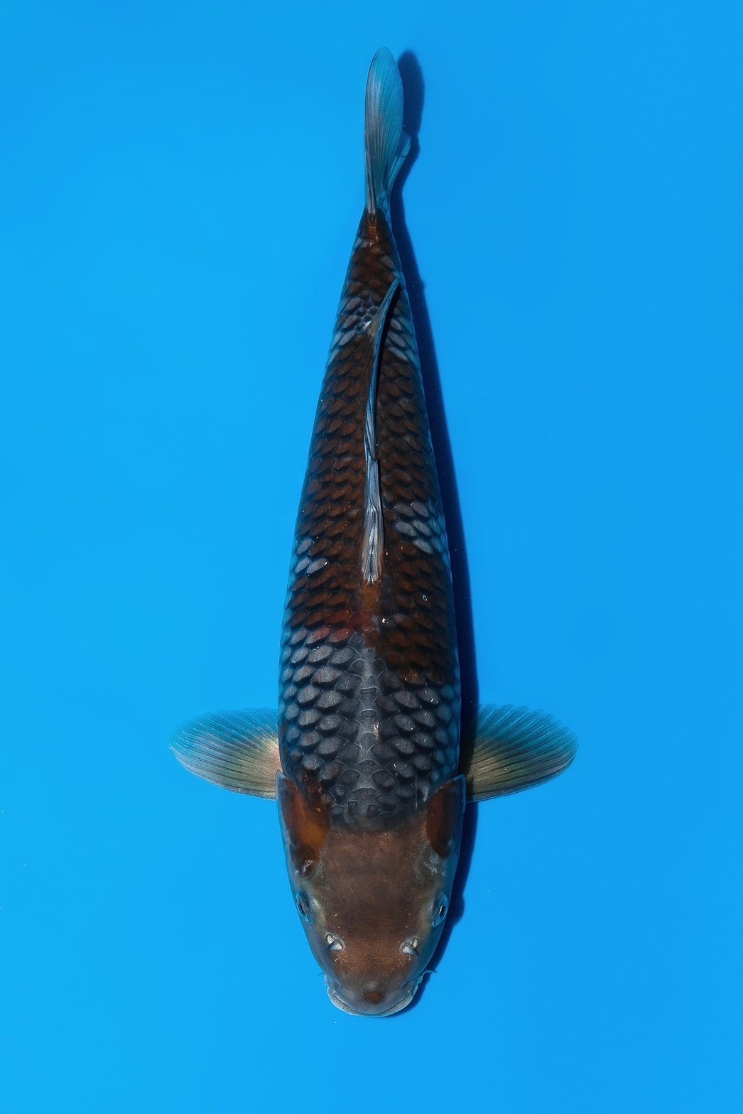 ev42-11