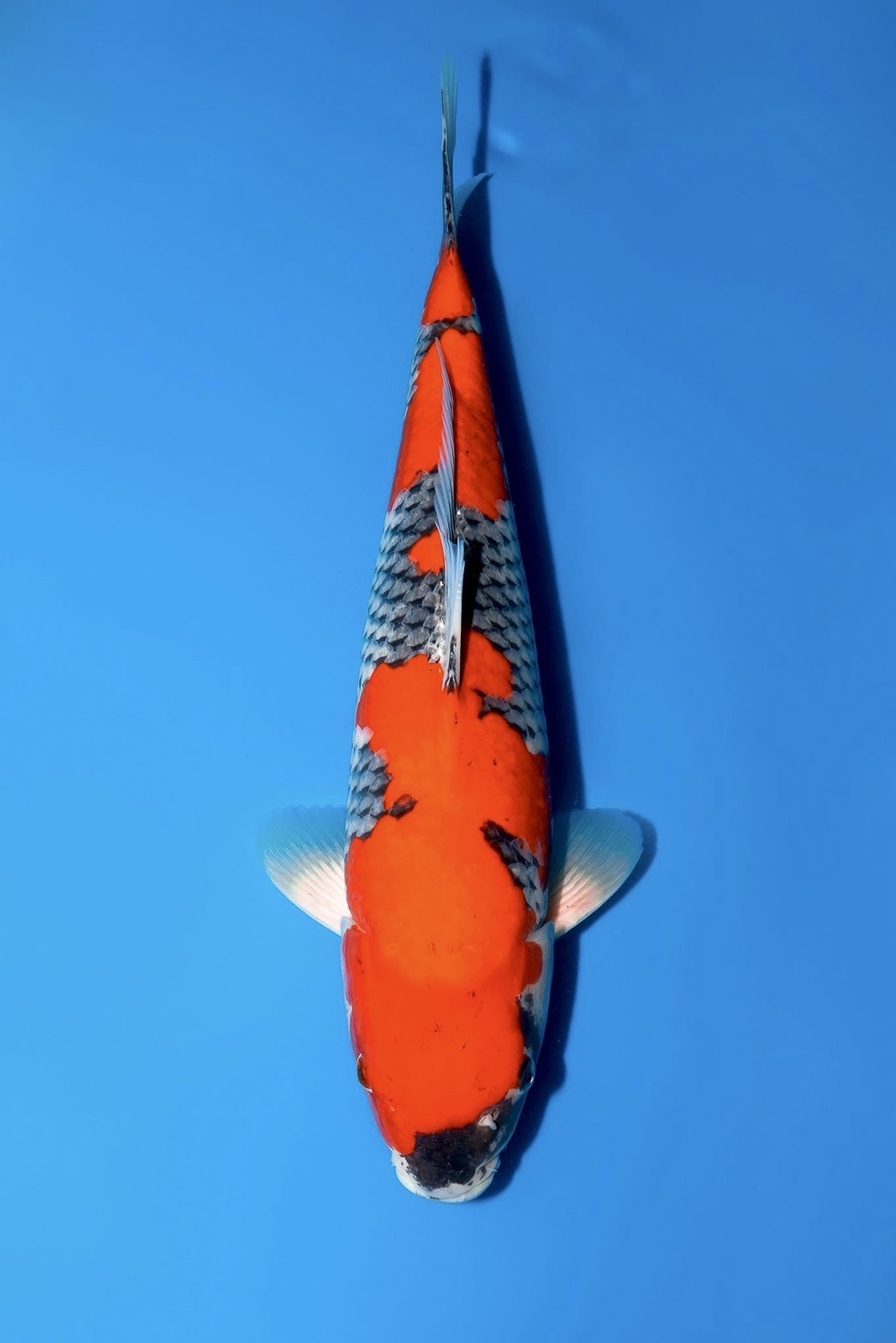 ev42-10