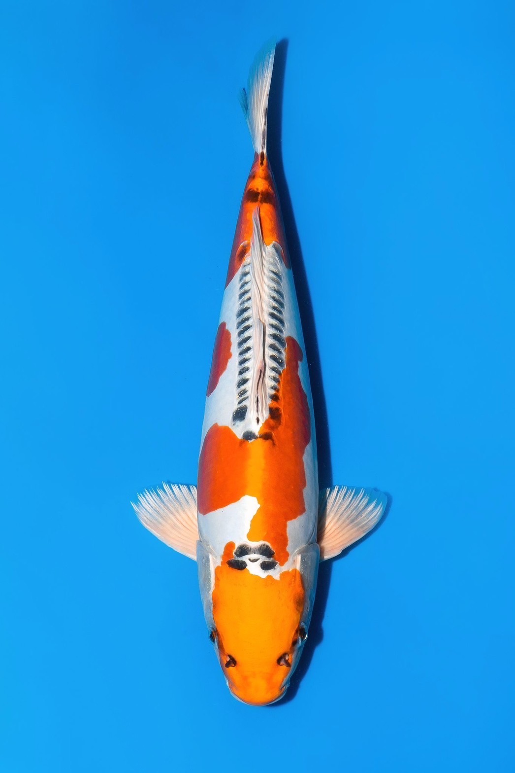 ev42-13