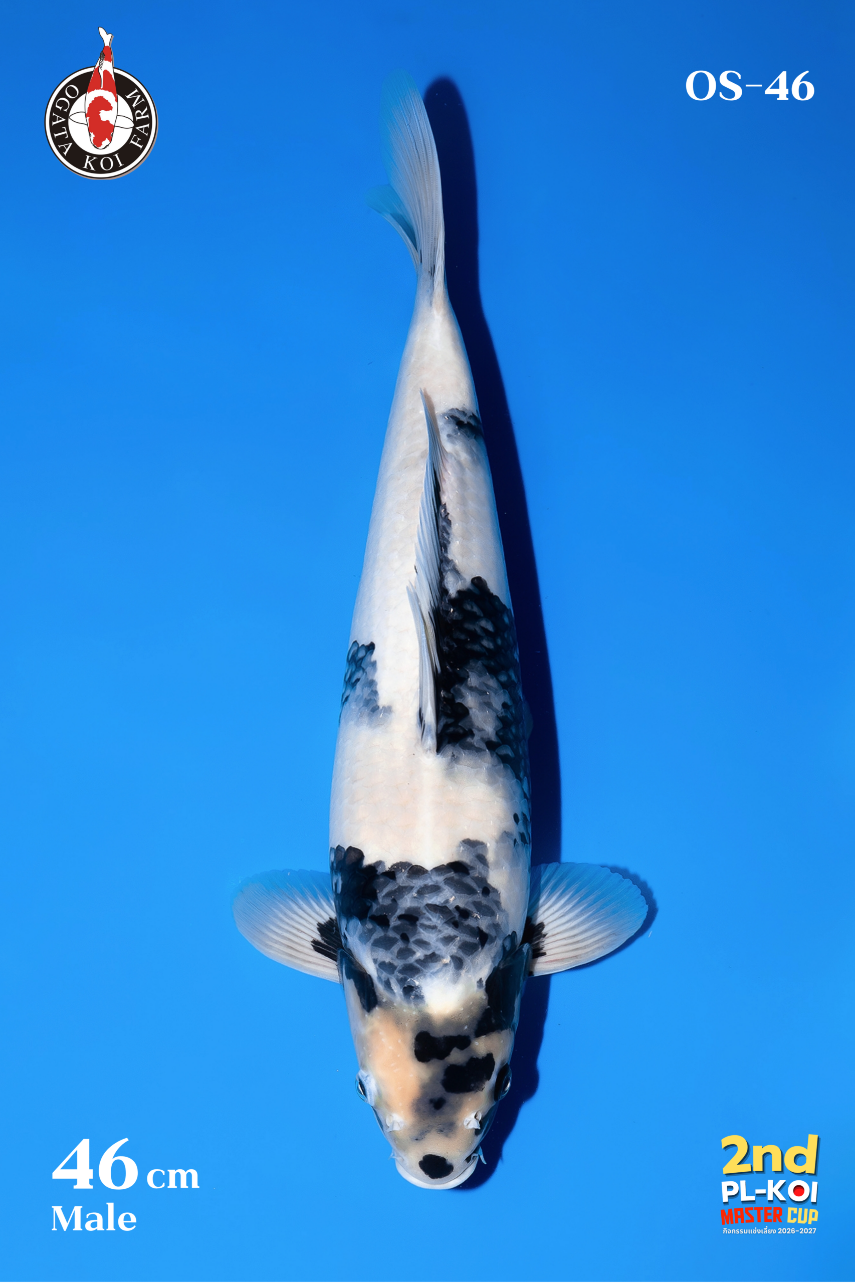 14
